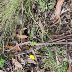 Ranunculus lappaceus at Cotter River, ACT - 28 Dec 2021