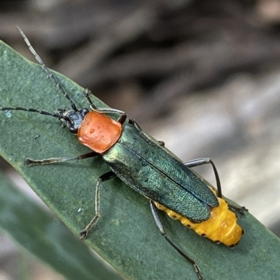 Chauliognathus tricolor (Tricolor soldier beetle) at Cotter River, ACT - 30 Dec 2021 by NedJohnston