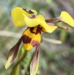 Diuris sulphurea (Tiger Orchid) at Cotter River, ACT - 28 Dec 2021 by NedJohnston