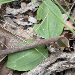 Chiloglottis sp. (A Bird/Wasp Orchid) at Cotter River, ACT - 27 Dec 2021 by Ned_Johnston