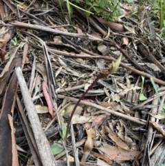 Chiloglottis sp. at Cotter River, ACT - suppressed