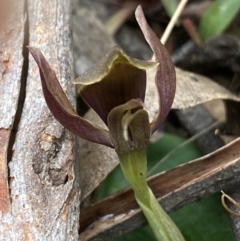 Chiloglottis sp. at Cotter River, ACT - 28 Dec 2021