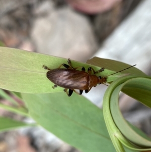 Alleculinae sp. (Subfamily) at Cotter River, ACT - 28 Dec 2021