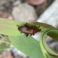 Unidentified Darkling beetle (Tenebrionidae) (TBC) at Cotter River, ACT - 27 Dec 2021 by Ned_Johnston