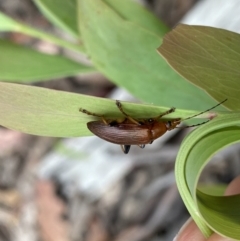 Alleculinae sp. (Subfamily) at Cotter River, ACT - 28 Dec 2021