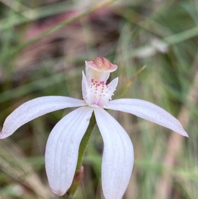 Caladenia moschata (Musky Caps) at Cotter River, ACT - 28 Dec 2021 by NedJohnston