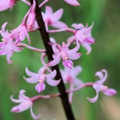 Dipodium roseum (Rosy Hyacinth Orchid) at Bournda, NSW - 26 Dec 2021 by KylieWaldon