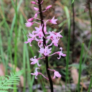 Dipodium roseum at Bournda, NSW - 26 Dec 2021