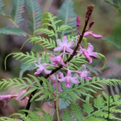 Dipodium roseum at Bournda, NSW - suppressed