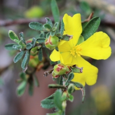 Hibbertia obtusifolia (Grey Guinea-flower) at Bournda, NSW - 26 Dec 2021 by KylieWaldon