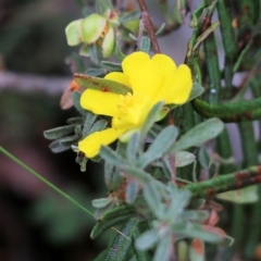 Hibbertia obtusifolia at Bournda, NSW - 26 Dec 2021