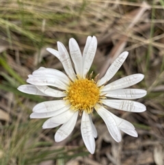 Celmisia tomentella (Common Snow Daisy) at Cotter River, ACT - 27 Dec 2021 by Ned_Johnston