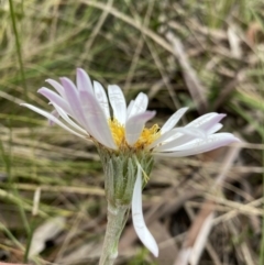 Celmisia tomentella at Cotter River, ACT - 28 Dec 2021