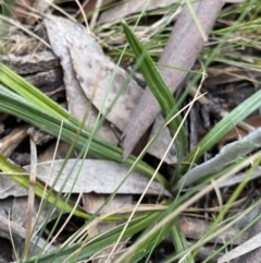 Celmisia tomentella at Cotter River, ACT - 28 Dec 2021