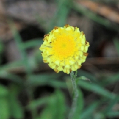 Coronidium scorpioides (Button Everlasting) at Bournda, NSW - 26 Dec 2021 by KylieWaldon