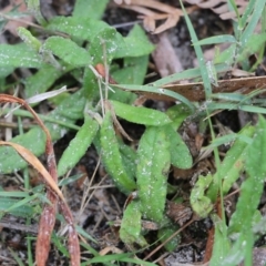 Coronidium scorpioides at Bournda, NSW - 26 Dec 2021