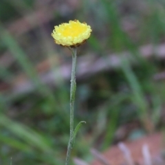 Coronidium scorpioides at Bournda, NSW - 26 Dec 2021