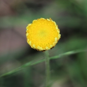 Coronidium scorpioides at Bournda, NSW - 26 Dec 2021