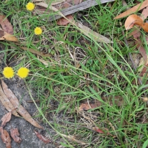 Coronidium scorpioides at Bournda, NSW - 26 Dec 2021