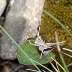 Lanciana montana (Montane Ground Shield-back) at Cotter River, ACT - 28 Dec 2021 by NedJohnston