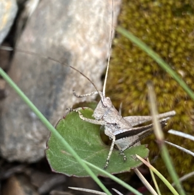 Lanciana montana (Montane Ground Shield-back) at Cotter River, ACT - 27 Dec 2021 by Ned_Johnston