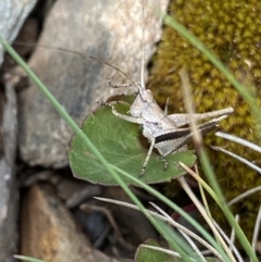 Lanciana montana at Cotter River, ACT - 28 Dec 2021 10:31 AM