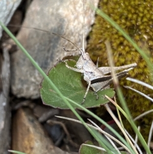 Lanciana montana at Cotter River, ACT - 28 Dec 2021 10:31 AM