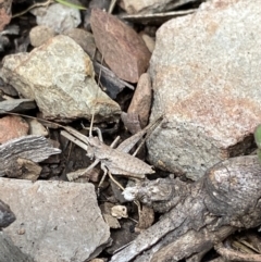 Lanciana montana at Cotter River, ACT - 28 Dec 2021 10:31 AM