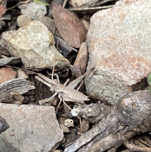 Lanciana montana at Cotter River, ACT - 28 Dec 2021 10:31 AM