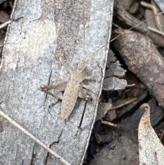 Lanciana montana at Cotter River, ACT - 28 Dec 2021 10:31 AM