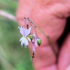 Arthropodium milleflorum (Vanilla Lily) at Bournda, NSW - 26 Dec 2021 by KylieWaldon