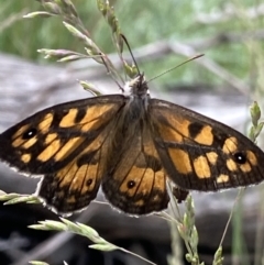 Geitoneura klugii (Marbled Xenica) at Cotter River, ACT - 28 Dec 2021 by NedJohnston