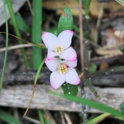 Boronia polygalifolia (Dwarf Boronia) at Bournda, NSW - 26 Dec 2021 by KylieWaldon