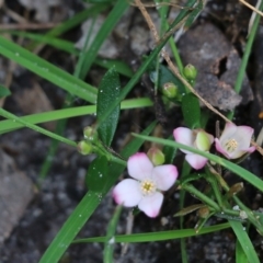 Boronia polygalifolia at Bournda, NSW - 26 Dec 2021