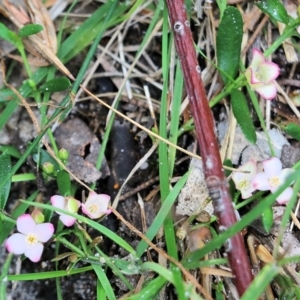 Boronia polygalifolia at Bournda, NSW - 26 Dec 2021