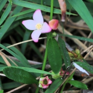 Boronia polygalifolia at Bournda, NSW - 26 Dec 2021