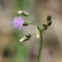 Cyanthillium cinereum (Purple Fleabane) at Bournda, NSW - 26 Dec 2021 by KylieWaldon