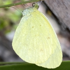 Eurema smilax (Small Grass-yellow) at Cotter River, ACT - 28 Dec 2021 by NedJohnston