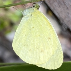 Eurema smilax (Small Grass-yellow) at Cotter River, ACT - 27 Dec 2021 by Ned_Johnston