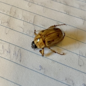 Cyclocephala signaticollis at O'Connor, ACT - 22 Dec 2021