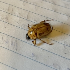 Cyclocephala signaticollis (Argentinian scarab) at O'Connor, ACT - 21 Dec 2021 by AndrewCB