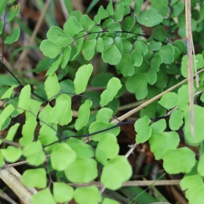 Adiantum aethiopicum (Common Maidenhair Fern) at Bournda, NSW - 26 Dec 2021 by KylieWaldon