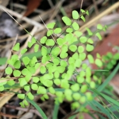Adiantum aethiopicum at Bournda, NSW - suppressed