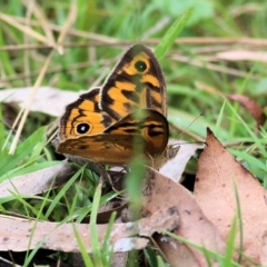 Heteronympha merope (Common Brown Butterfly) at Bournda, NSW - 25 Dec 2021 by KylieWaldon