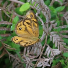 Heteronympha merope at Bournda, NSW - 26 Dec 2021