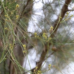 Cassytha pubescens (Devil's Twine) at Bournda, NSW - 25 Dec 2021 by KylieWaldon