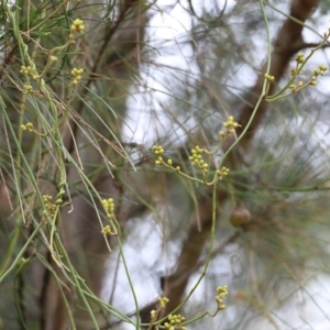 Cassytha pubescens at Bournda, NSW - 26 Dec 2021