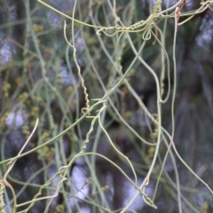 Cassytha pubescens at Bournda, NSW - 26 Dec 2021 09:19 AM