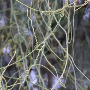 Cassytha pubescens at Bournda, NSW - 26 Dec 2021