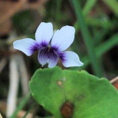 Viola hederacea (Ivy-leaved Violet) at Bournda, NSW - 26 Dec 2021 by KylieWaldon
